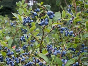 Am. blåbär 'Jersey'